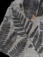 Fougère fossile
